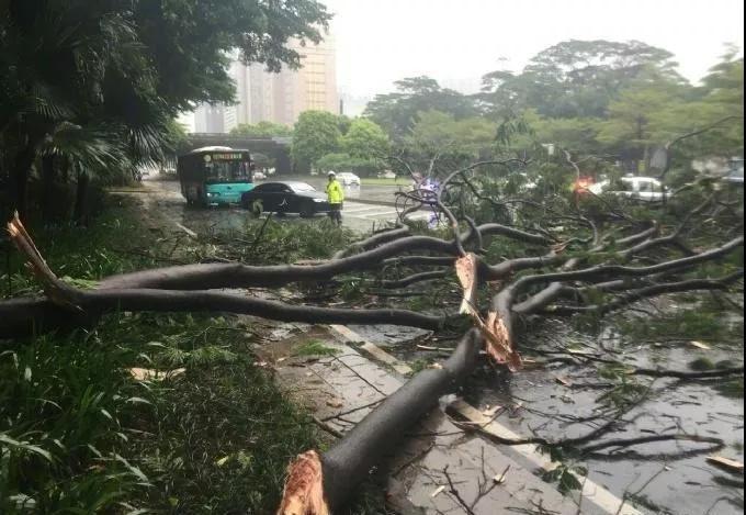 广东最新台风预报更新，实时掌握台风动态